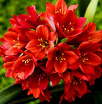 100 pcs/bag Clivia Plant, Perennial Bonsai Balcony Flower, Gorgeous Clivia Flowe - £43.39 GBP