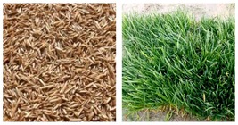 Zoysia Japonica Grass See Details - (Color: Seed) 30000Pcs Seeds Gardening - £19.54 GBP