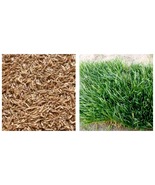 Zoysia Japonica Grass See Details - (Color: Seed) 30000Pcs Seeds Gardening - £18.77 GBP