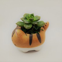Echeveria Succulents in Laughing Cat Planters, Live Plants in 2.5" Kitten Pots image 5