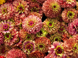 20 Organic Queeny Lime Mix Zinnia Elegans Mixed Colors Queen Flower Seeds - £6.60 GBP