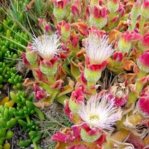 Mesembryanthemum Crystallinum Ice Plant Crystalline Iceplant 100 Seeds G... - £13.74 GBP