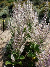 LimaJa Clary Sage 100 PURE ,No FILLERS Seeds - Salvia sclarea - Non-GMO Medicina - £8.63 GBP