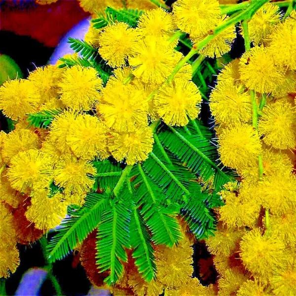 10 Golden Mimosa Tree Seeds Acacia Baileyana Yellow Wattle Flower Fast G... - £13.28 GBP
