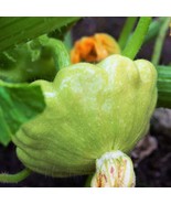 SML Florida Broadleaf Mustard 250 Seeds To Grow From Bulk Seeds - €15,89 EUR