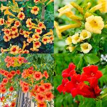 Hummingbird Small Climbing Plant Seeds - $10.00