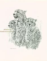 #144 CHEETAH FAMILY wild life art print Pen and ink drawing by Jan Jellins - $12.38