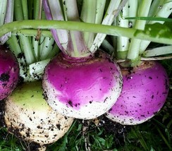 Semilir Purple Top Turnip Seeds 450 Vegetable Garden Culinary Soups Stews Fast G - £6.90 GBP