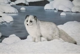 Alaskan Friend, Signed and Numbered Art Print by Charles Frace (Arctic Fox) - $171.50