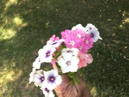 Phlox Long Stem For Cutting Packet Of 40 Fresh Seeds For 2024From US  - $8.35