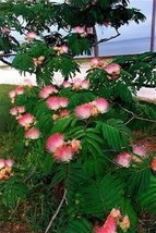 25 Seeds Mimosa / Persian Silk Tree Albizia Julibrissin Flower - £13.63 GBP