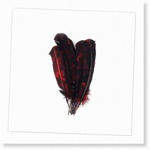 Natural Turkey Feathers - Bulk Pack of 6, Ideal for Crafting, Holiday De... - $18.80