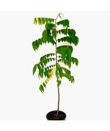 Live Bilimbi Cucumber Tree (averrhoa bilimbi) live fruit tree 12”- 24” - £62.93 GBP