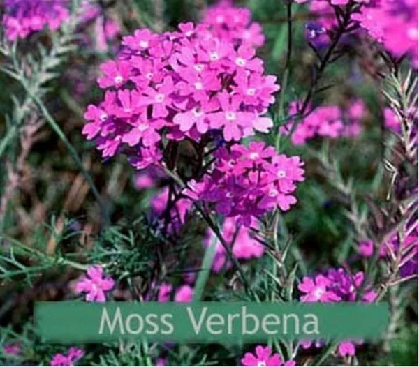 Moss Verbena Purple 200 Fresh Seeds - £10.54 GBP