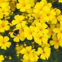 Yellow Flax Dwarf Perennial Linum Flavum Compactum Yellow 50 Seeds Fresh Seeds - $8.98