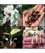 5 PCS Variegated Monstera Albo Whlite Seeds Organic Seeds Planting Limited Stock - £18.37 GBP