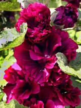 THJAR Hollyhock double flower 50 Authentic Seeds for planting  gardening - $13.49