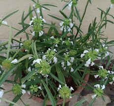 Leucas aspera  Thumbai-  20 Garden Herb Seeds!  Read Full Description He... - £4.74 GBP