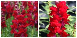 1500 Seeds Tall Dark Red Snapdragon Seeds International Ship - £21.03 GBP