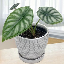 SL 15+ Seeds Alocasia Dragon Scale  House Plant- Garden- Flowers - $4.50