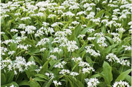 50  Of Ramsons, Wild Garlic seeds - $7.98