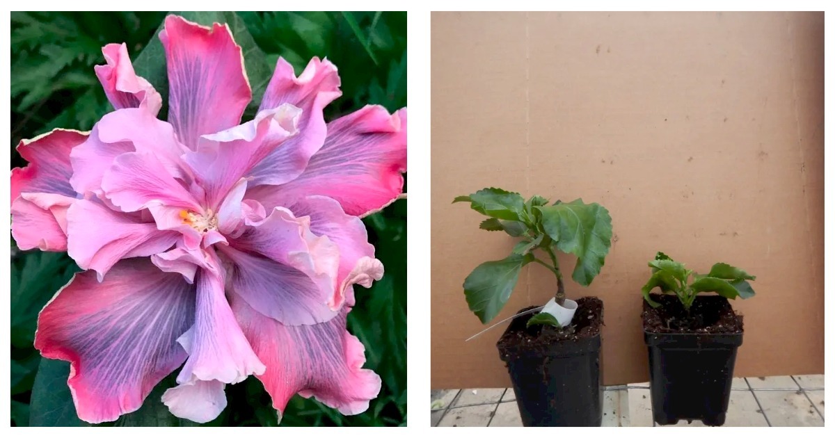 SMALL Rooted Tropical Hibiscus Starter Plant MARIANNE CHARLETON Ships Bare Root - $60.99