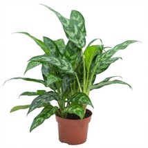 VP Aglaonema Maria - Live Plants In 4 Inch Growers Pots - £30.80 GBP