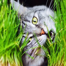 US Seller 500 Organic Cat Grass Wheat Grass Pet Grass Wheatgrass Catgrass Tritic - £10.66 GBP