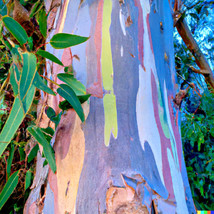 ArfanJaya 40 Rainbow Eucalyptus (E. Deglupta) Gum Tree Seeds - £8.39 GBP