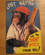 Just Waiting For Right Pitch From You Monkey Baseball Player Postcard - $10.00