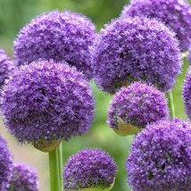 10 Bulbs Dark Purple Allium Blooming Onion Flowering Perennial Garden Flowe - £25.57 GBP