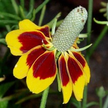 Coneflower Mexican Hat Flowers Pollinator Wildflower Non-Gmo 500 Seeds - £7.76 GBP