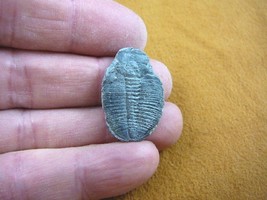 (F704-104) Trilobite fossil trilobites extinct marine arthropod I love f... - $13.09