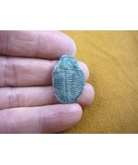 (F704-104) Trilobite fossil trilobites extinct marine arthropod I love f... - $13.09