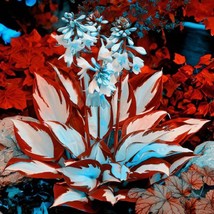 Hosta Plant Seeds – Unique Leaf Patterns for Indoor &amp; Outdoor Beauty! - $5.45