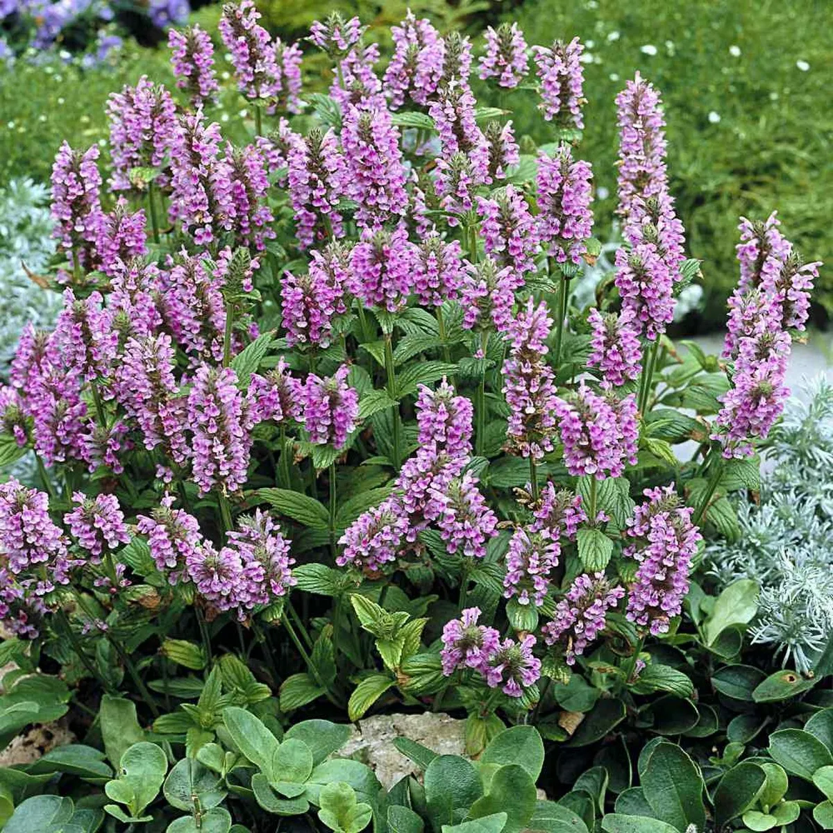10 Fresh Seeds Catmint Pink - $11.79