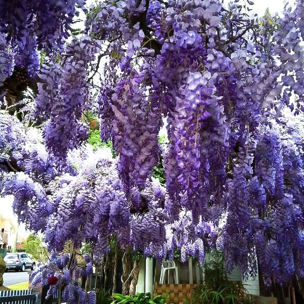 1 Live Starter Plant Blue Moon Wisteria Flower for Garden - $62.00