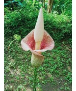 Amorphophallus Muelleri Seed - £5.26 GBP