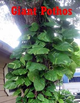 BUY 1 GET 1 FREE !! Cutting Climbing Giant Pothos philodendron Money tree PLANTS - £13.98 GBP