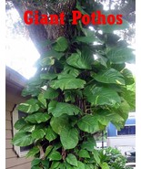 BUY 1 GET 1 FREE !! Cutting Climbing Giant Pothos philodendron Money tre... - £13.76 GBP