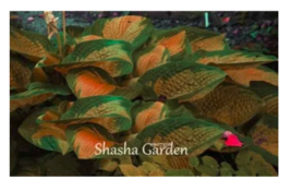 SEEDS 200 pcs Hosta Orange Green Fragrant Plantain Lily Bonsai Perennial Flower - £6.28 GBP