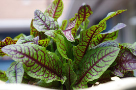 500 Red Veined Sorrel Seeds Rumex Sanguineus Colorful In Salad - $8.35