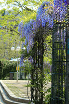 5 Seeds Blue Chinese Wisteria Perennial Climbing Flower USA - £8.20 GBP