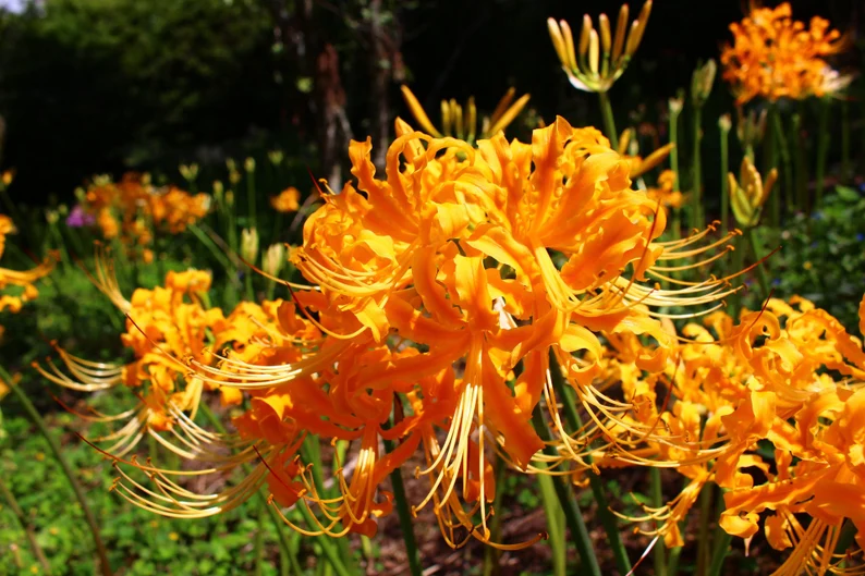 Lycoris Radiata Bulbs Garden USA seller