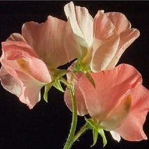 30+ SALMON COLOR MOST FRAGRANT SWEET PEA FLOWER SEEDS LATHYRUS RESEEDING... - $9.84