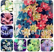 PWO Fresh 100Pcs Climbing Clematis Seeds - Mixed White Blue Sunset White Colorfu - $6.90