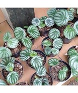 Peperomia Sandersii Piperaceae Watermelon Peperomia Evergreen 100 PCS Seeds - $9.33