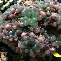 Haworthia obtusa Semilucent Red Lovely, 5 seeds - £22.35 GBP