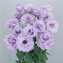 Floral Lisianthus Megalo Wisteria 25 Pelleted Cut Flower Fresh Seeds USA Seller - $16.21