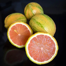 PWO 5 Seeds Pink Lemons Healthy Citrus Fruit Garden Plant Tree - $4.67